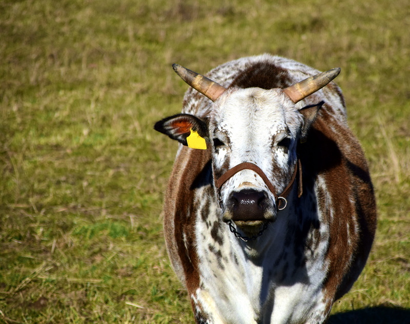 agriculture, domestic, pasture, plant, one animal, nature, horns, healthy, cattle, no people, herbivorous, beef, focus on foreground, mammals, animal themes