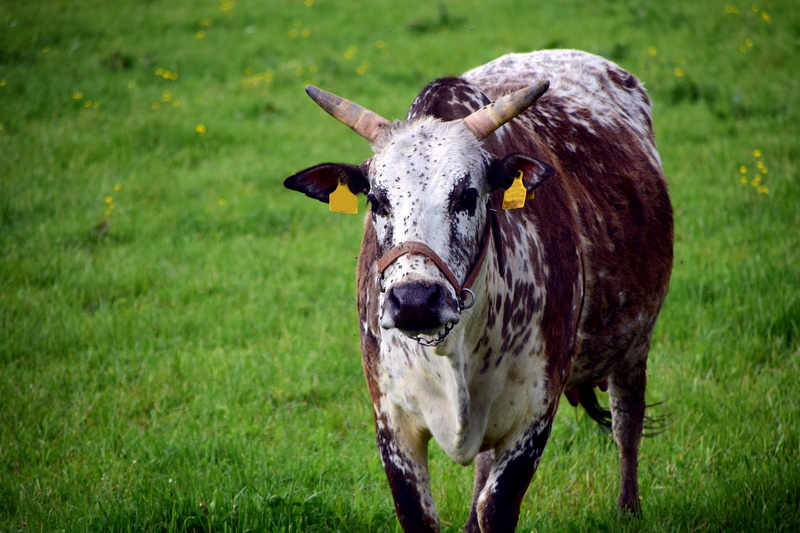 5K, standing, young animal, nature, wildlife photography, ruminant, pets, grazing livestock, graze, livestock, animal, cattle, field, calf, domestic animals