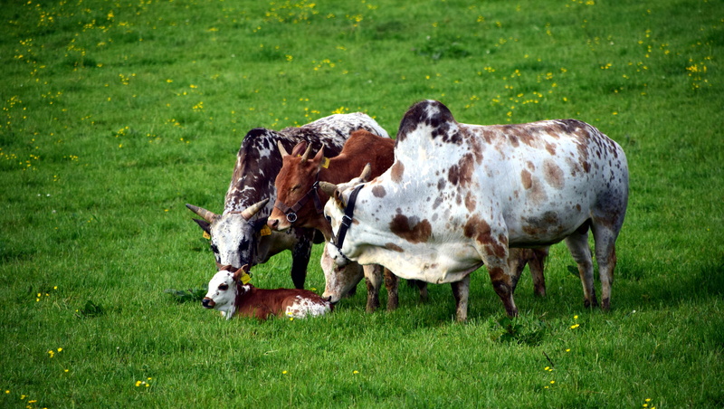 domestic animals, Zebu, horns, domestic, vertebrate, look after, 5K, art fair, no people, ruminant, standing, concern, pasture attitude, pasture, outdoors