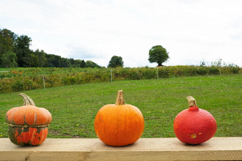 nature, starter, yellow, zurich, pumpkin soup, pumpkin seeds, enjoy, halloween, no people, plant, farm, vitamin, agriculture, colorful, rural scene, meal
