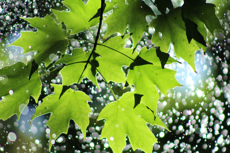 animals, nature, freshness, beauty in nature, 5K, close-up, purity, focus on foreground, growth, day, plant part, sunlight, lens flare, leaves, green color