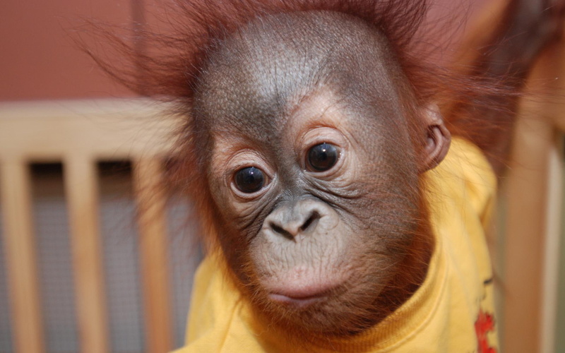 baby, orangutan, cute, other animals, 1080P