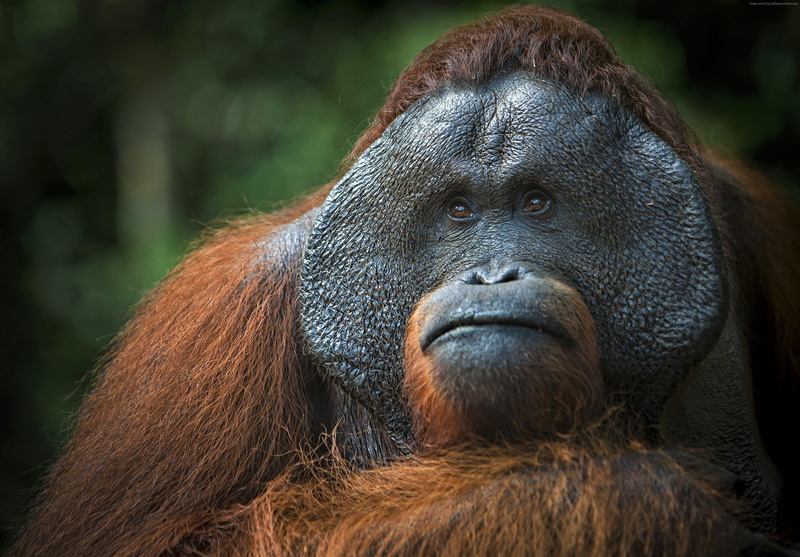 Orangutan, 4K, brown, 2K