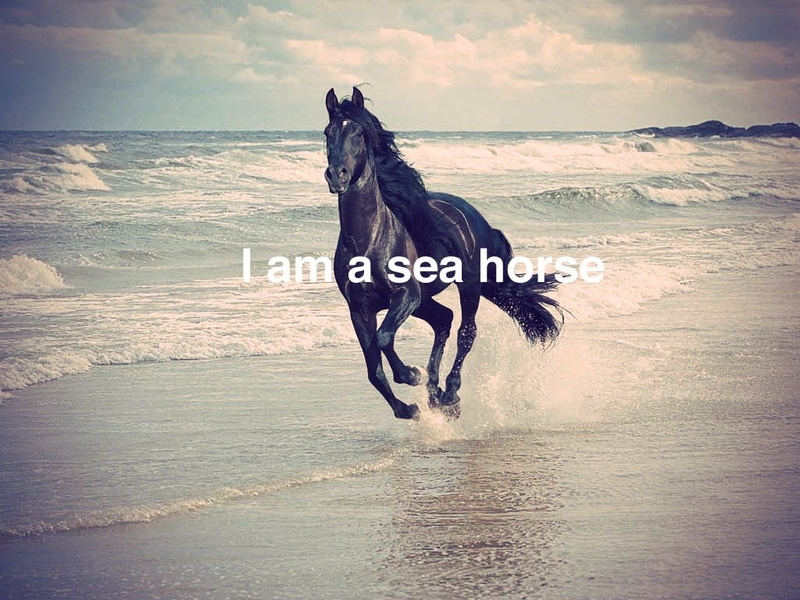 sea, domestic, mammal, humor, dog, black, animal, pets, fuckscape, vertebrate, land, water, canine, domestic animals, sky, cloud - sky, no people, horse