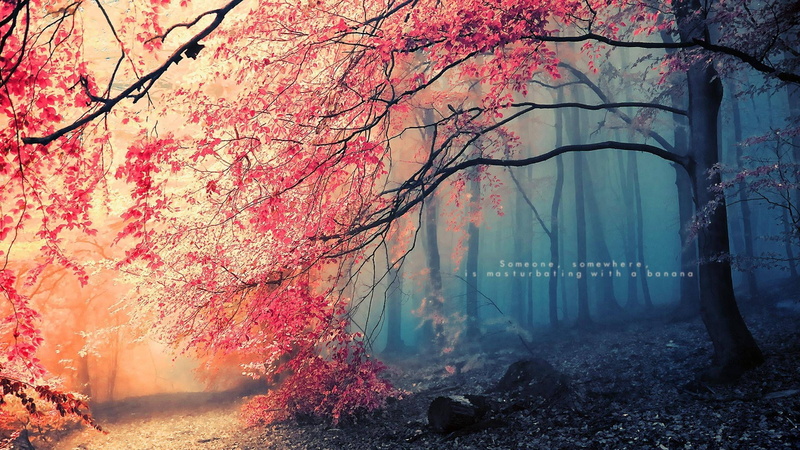 forest, humor, fuckscape, 2K
