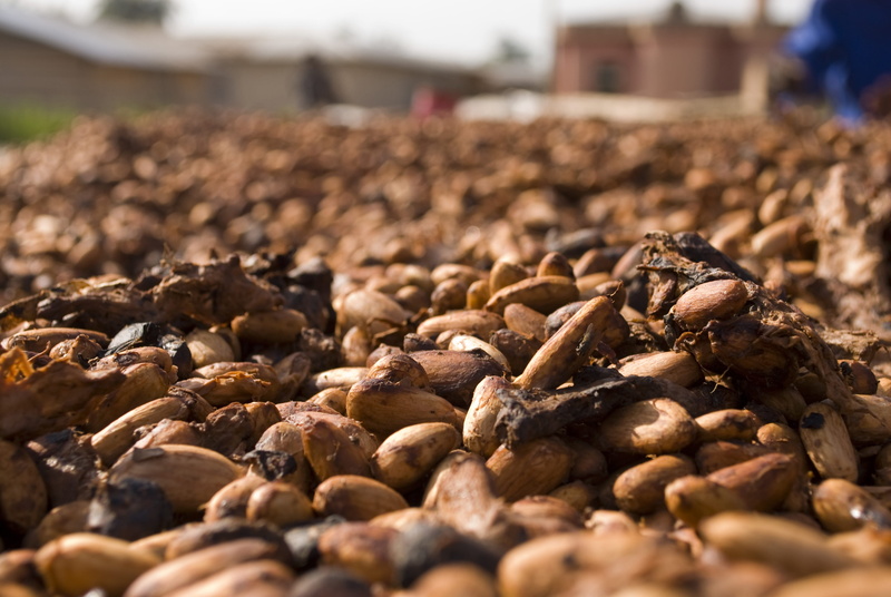 Brown, abundance, Cocoa, dark, raw, business, Chocolate, surface level, ingredient, large group of objects, selective focus, day, cocoa butter, large group of animals