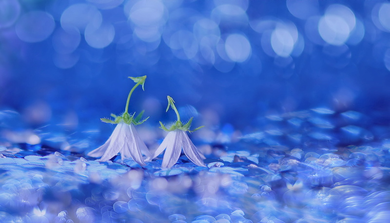 surface level, bokeh, petite bellflower, freshness, 2K, reflection, backgrounds, blossom, flower, plant, studio shot, defocused, bell, mirroring, leaf