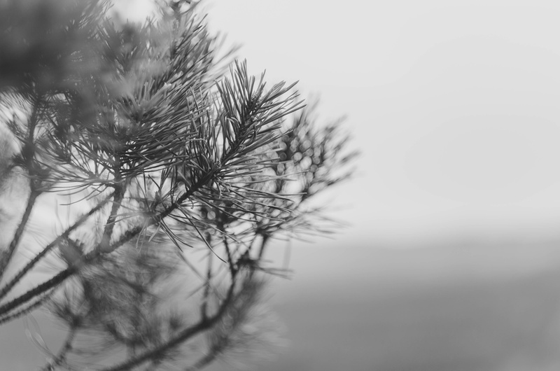 vulnerability, focus on foreground, needles, monochrome, beauty in nature, selective focus, branch, close-up, tranquility, water, tree, sky, nature, plant