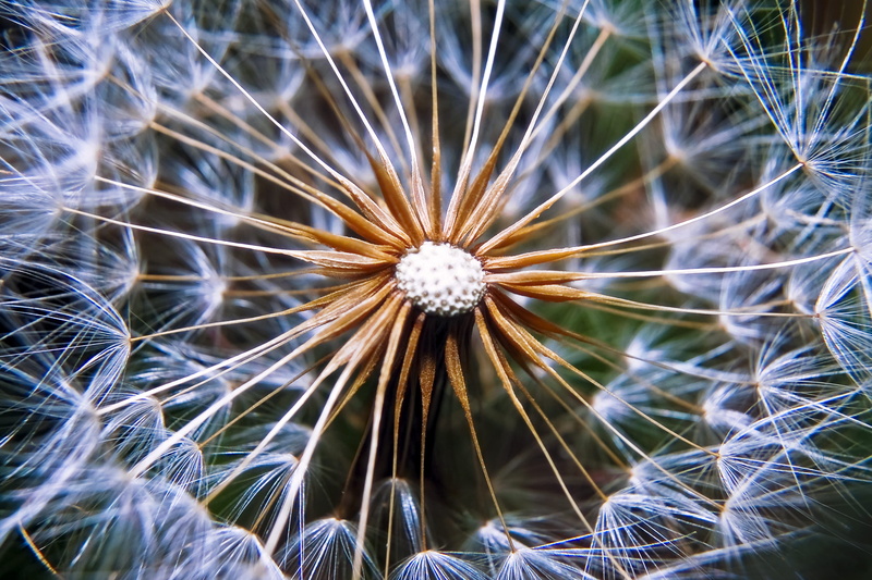 softness, entorno, nature, full frame, vulnerability, diente de león, flower head, no people, inflorescence, flowering plant, fragility, growth, dandelion seed