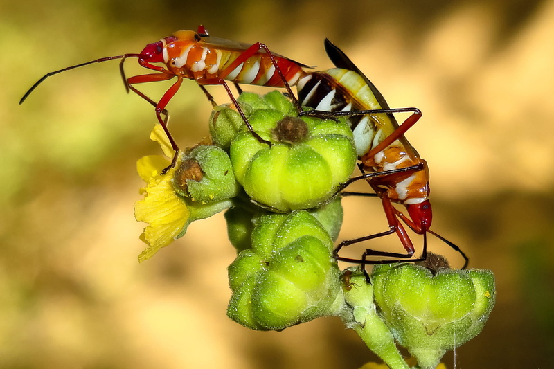 1080P, insect, ecuador, close-up, apareo, animal themes, animal, no people, green color, focus on foreground, freshness, animal wildlife, plant, beauty in nature
