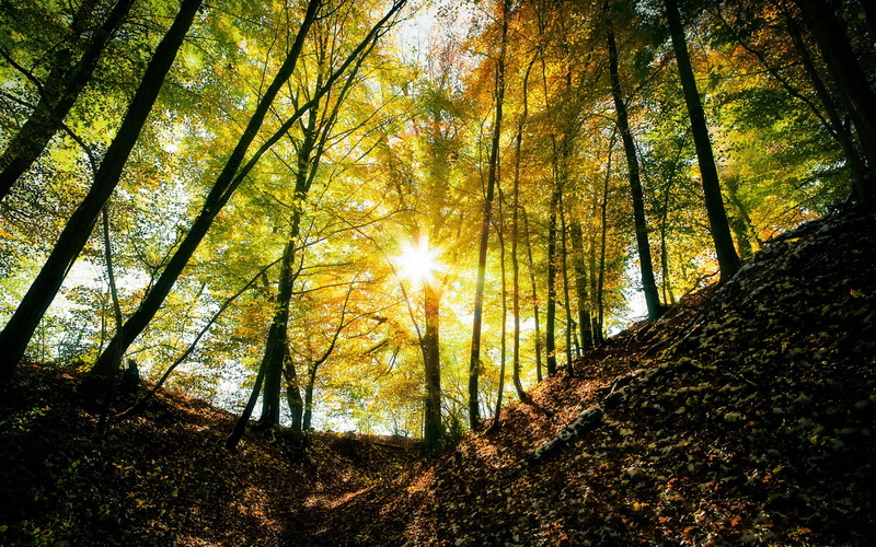 1080P, Forest, Autumn, Rays, green, Trees, Sun, leaved, Light