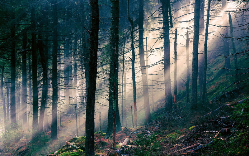 Nature, Forest, 1080P, Landscape, Sun, Rays, Light, Trees