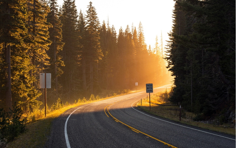 1080P, Forest, Trees, Spruce, Rays, Sun, Road, Light
