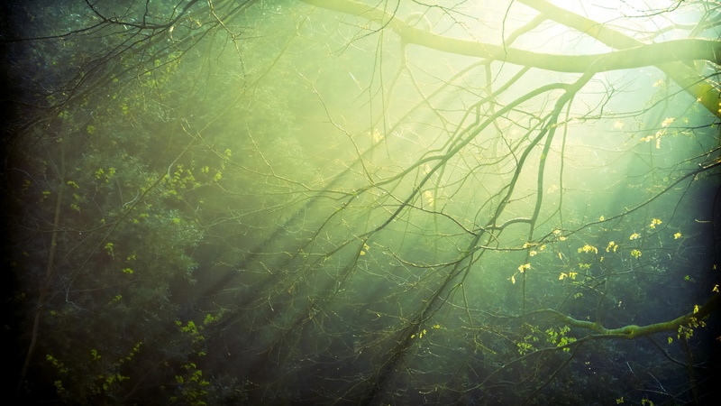 1080P, sun rays, branches, nature, light, rays, sun
