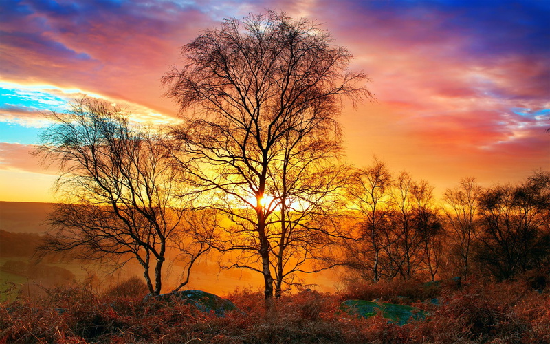 light, Heat, 1080P, sky, tree, Autumn, sun, Nature