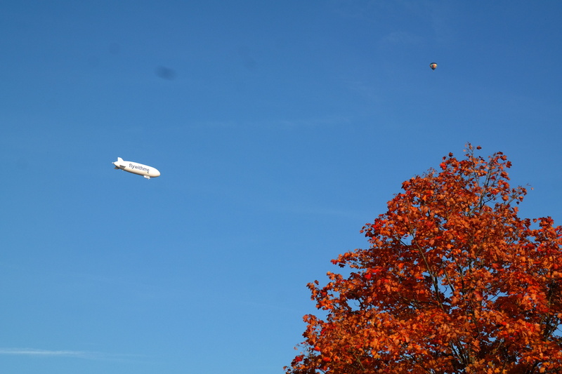 clear sky, vertebrate, red, tree, day, balloon, low angle view, nature, rigid airship, animal, zeppelin, no people, white, outdoors, air vehicle, flying