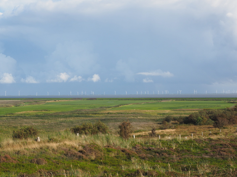 non-urban scene, train, grass, sky, idyllic, landscape, sylt, nature, environment, day, hindenburg damm, scenics - nature, wind power plants, growth, rural scene