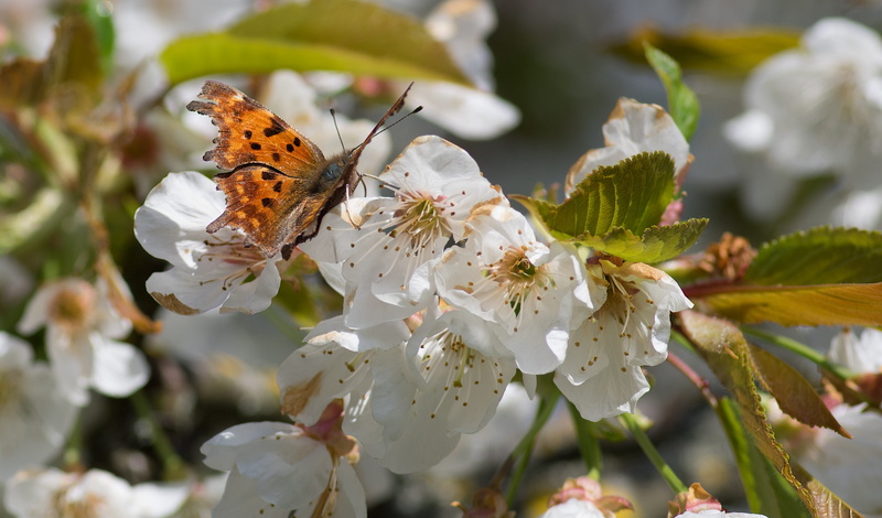 butterfly - insect, invertebrate, white color, pollen, animal, cherry blossom, animal themes, animal wing, flower head, petal, animals in the wild, Robert-The-Devil