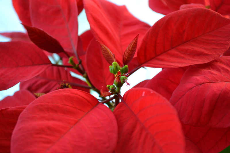 shrub, winter houseplant, beautiful, petal, pollen, focus on foreground, close-up, outdoors, day, freshness, flowering plant, vibrant foliage, inflorescence