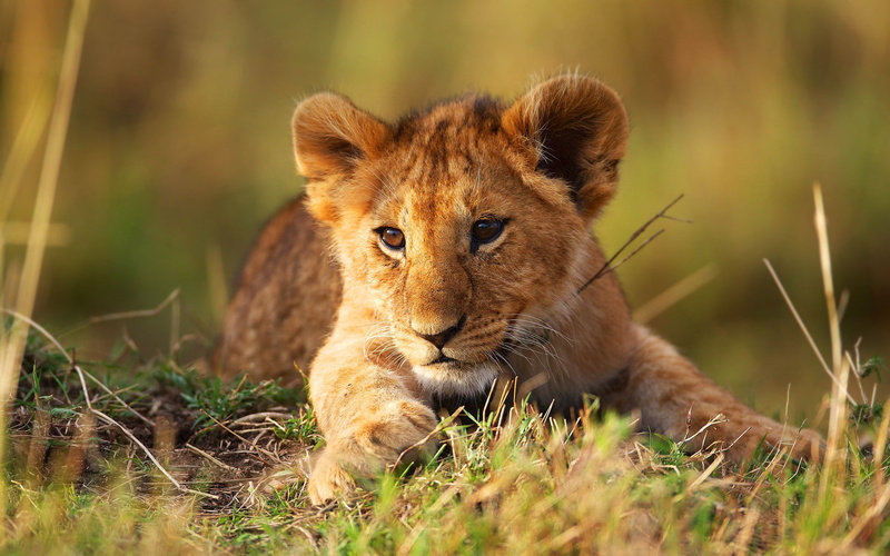 1080P, lion, Nature, cat, wild, wild cat, Animal