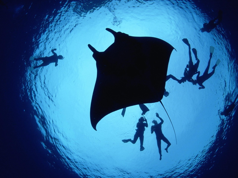 undersea, adventure, nature, animals in the wild, sea life, animal wildlife, fish, underwater, SKAT, swimming, scuba diving, sea, water, stingray, vertebrate