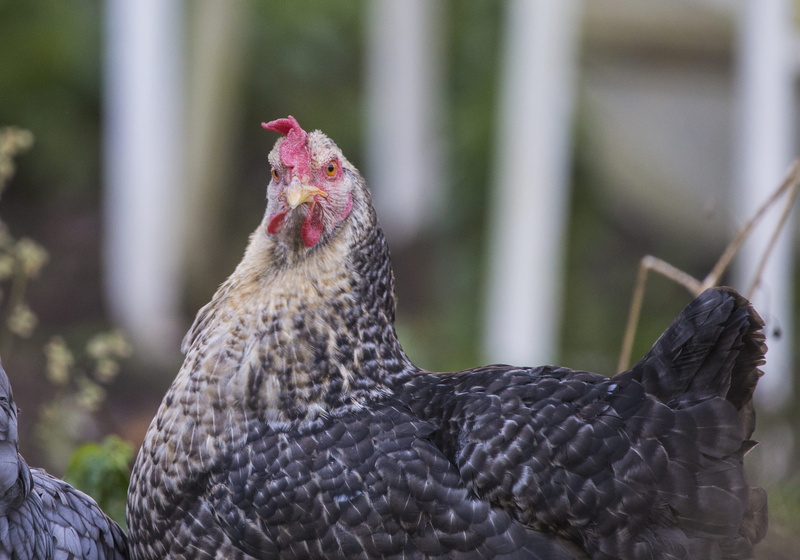 bird, poulet, pooook, animal themes, no people, vertebrate, pik, longvilliers, domestic animals, countryside, domestic, chicken - bird, male animal, france