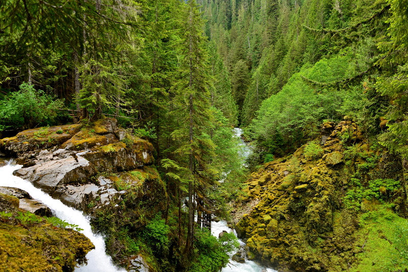 trees, pine trees, river, 2K, forest