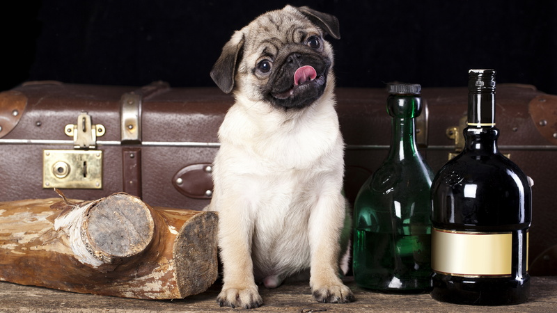 domestic animals, refreshment, mops image 8k, container, one animal, whisker, domestic, close-up, animal, canine, portrait, animal head, no people, 8K