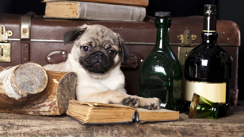small, portrait, bottle, domestic, indoors, pets, pug, container, canine, dog, one animal, no people, 8K, domestic animals, lap dog, mops dog picture