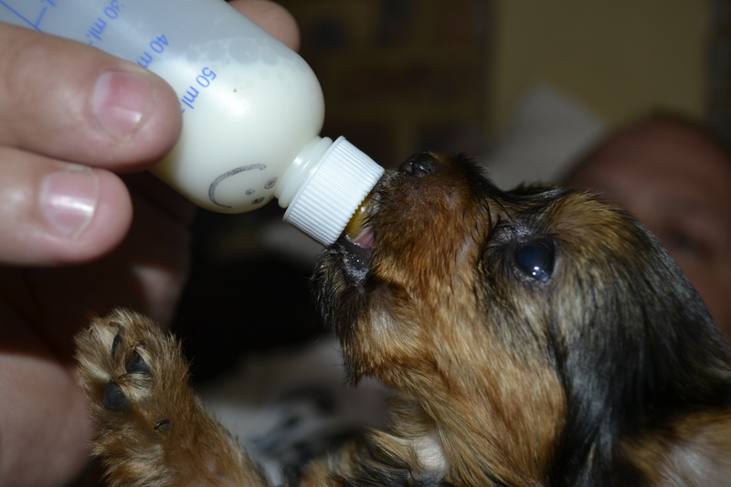 domestic animals, puppy, drink, animal themes, indoors, small, bottle, feeding, finger, domestic, pets, drinking, body part, human hand, 4K, terrier, focus on foreground