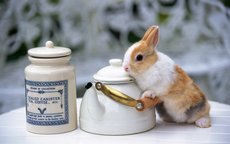 rabbit, vertebrate, focus on foreground, close-up, white color, domestic, animal wildlife, one animal, fur, container, text, bottle, domestic animals, indoors