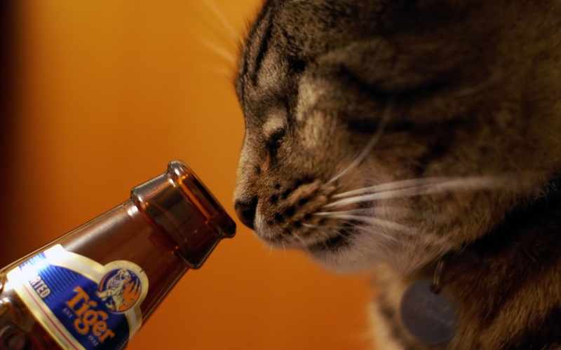 domestic animals, domestic, mammal, healthcare and medicine, indoors, cats, animal, close-up, Tigers, beers, container, alcohol, pets, focus on foreground