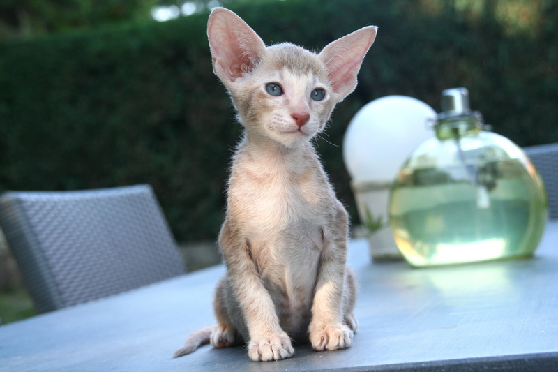 looking at camera, pet, sit, front, young animal, curious, cute, dear, domestic, hair, whisker, sweet, bottle, one animal, front view, mammal, table, pets