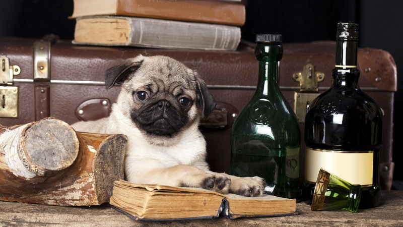 lap dog, dog, pets, animal themes, food and drink, indoors, small, animal head, domestic, pug, animals, mammal, animal, domestic animals, no people, one animal