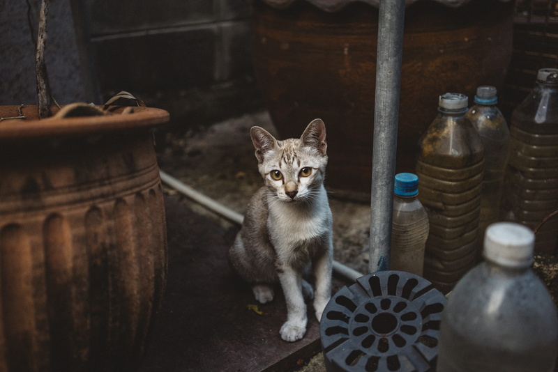 vertebrate, portrait, no people, indoors, domestic animals, kitten, one animal, brown, whisker, sitting, domestic, mammal, container, bottles, beside, plastic
