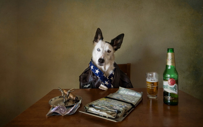 book, animal head, portrait, 1080P, pets, container, domestic animals, indoors, domestic, looking at camera, wall - building feature, beer, glass, animal