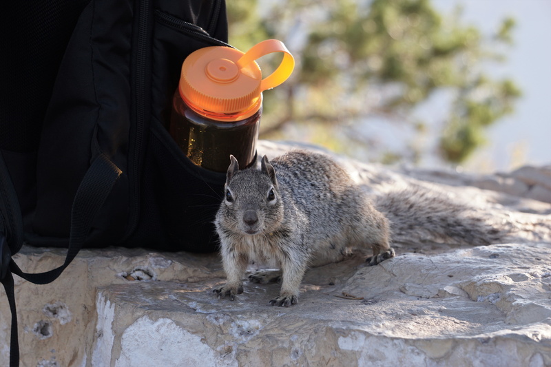 focus on foreground, holding, adventure, drink, water bottle, squirrel, beside, grand canyon, sitting, human body part, domestic animals, rodent, animal wildlife