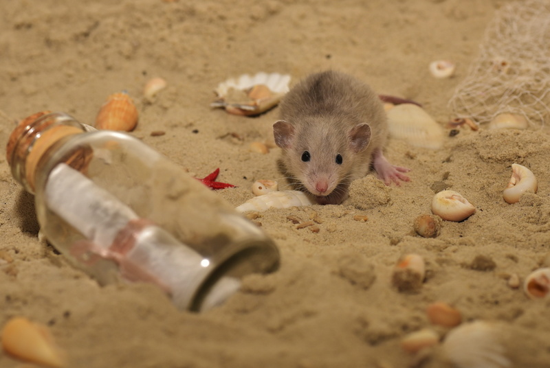 kulleraugen, indoors, selective focus, container, nature, sand, sweet, snuggle, color rat, whisker, mouse, no people, curious, animals in the wild, day