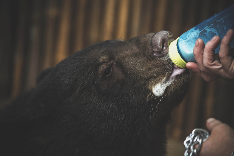 human hand, bottle, human body part, drinking, daylight, portrait, one person, finger, real people, domestic animals, mammal, fur, domestic, drink, body part
