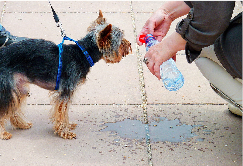 one person, one animal, domestic animals, source of life, human body part, dog, Wet, real people, bottled water, Thirst, human leg, day, vertebrate, 1080P