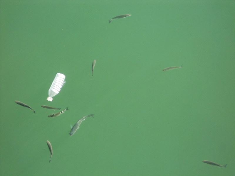 clear, green color, fishes, seagull, 2K, turquoise colored, plastic bottle, beauty in nature, pollution, animals in the wild, fish, vertebrate, sea, river