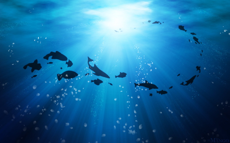 ocean, life, 1080P, under