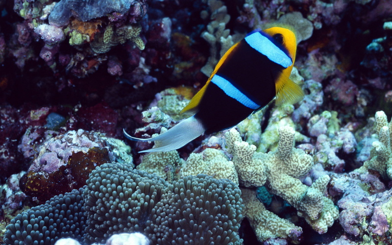 animals, 1080P, sea, life, under