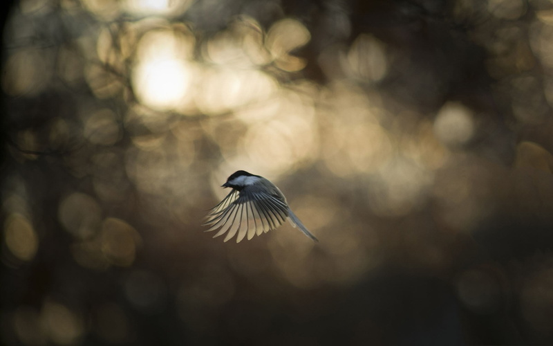 birds, outdoors, spread wings, sunlight, mid-air, animals in the wild, plant, no people, tree, focus on foreground, bird, one animal, nature, animal wildlife
