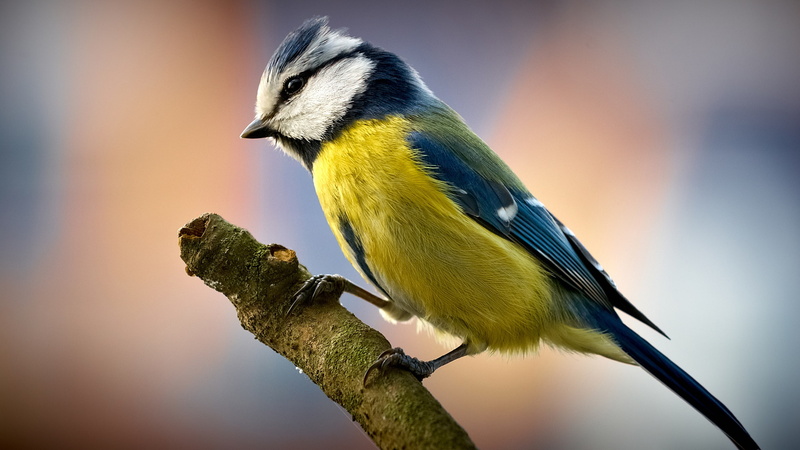 close, 2K, Titmouse, Bird