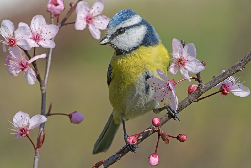 Bird, Titmouse, Blossom, Wildlife, Flower, 1080P, Birds