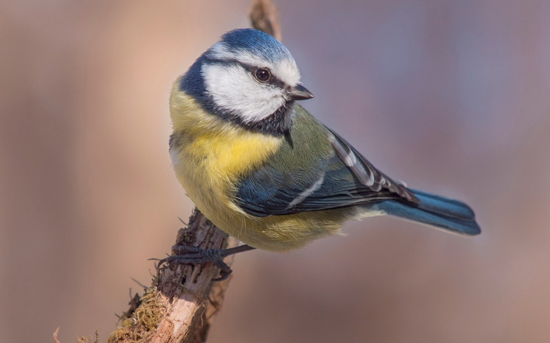 focus on foreground, plant, branch, nature, bird, 1080P, day, animal, animal themes, tree, one animal, bluetit, animal wildlife, titmouse, perching, outdoors