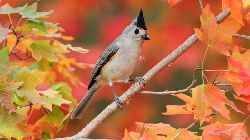 2K, crested, titmouse, texas, black, Fall
