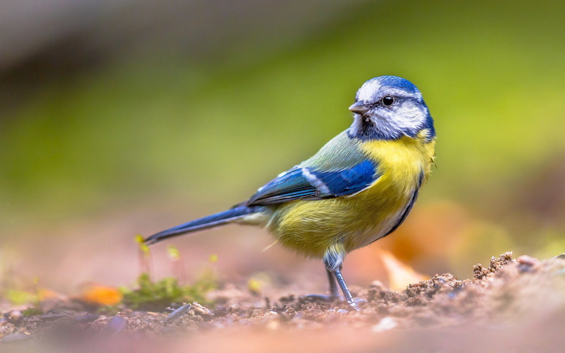 Birds, Titmouse, 1080P, Bird