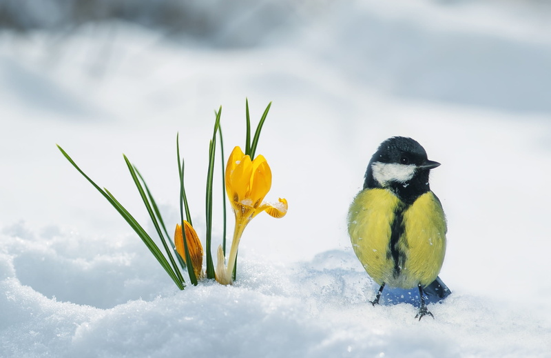 Snow, Birds, Titmouse, 1080P, Flower, Wildlife, Crocus, Bird